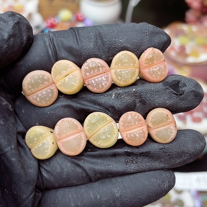 生石花满18包邮14-98