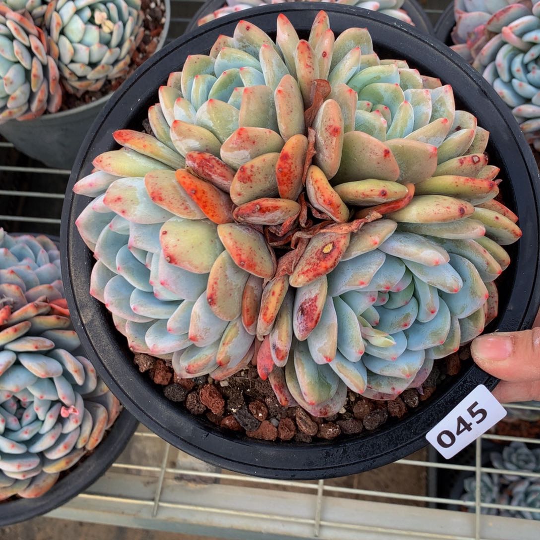 045多头一哥们问一下他