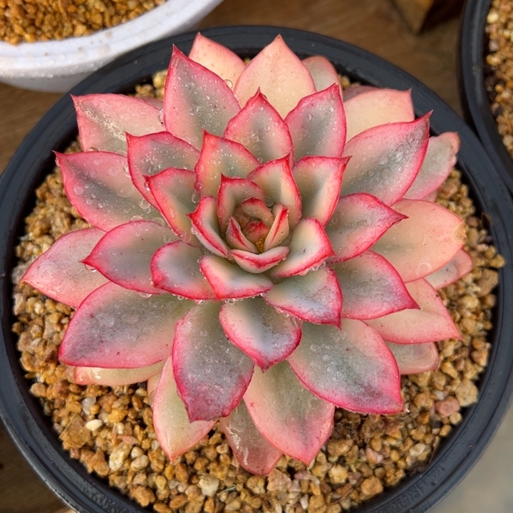 月光女神锦 单头 多肉植物