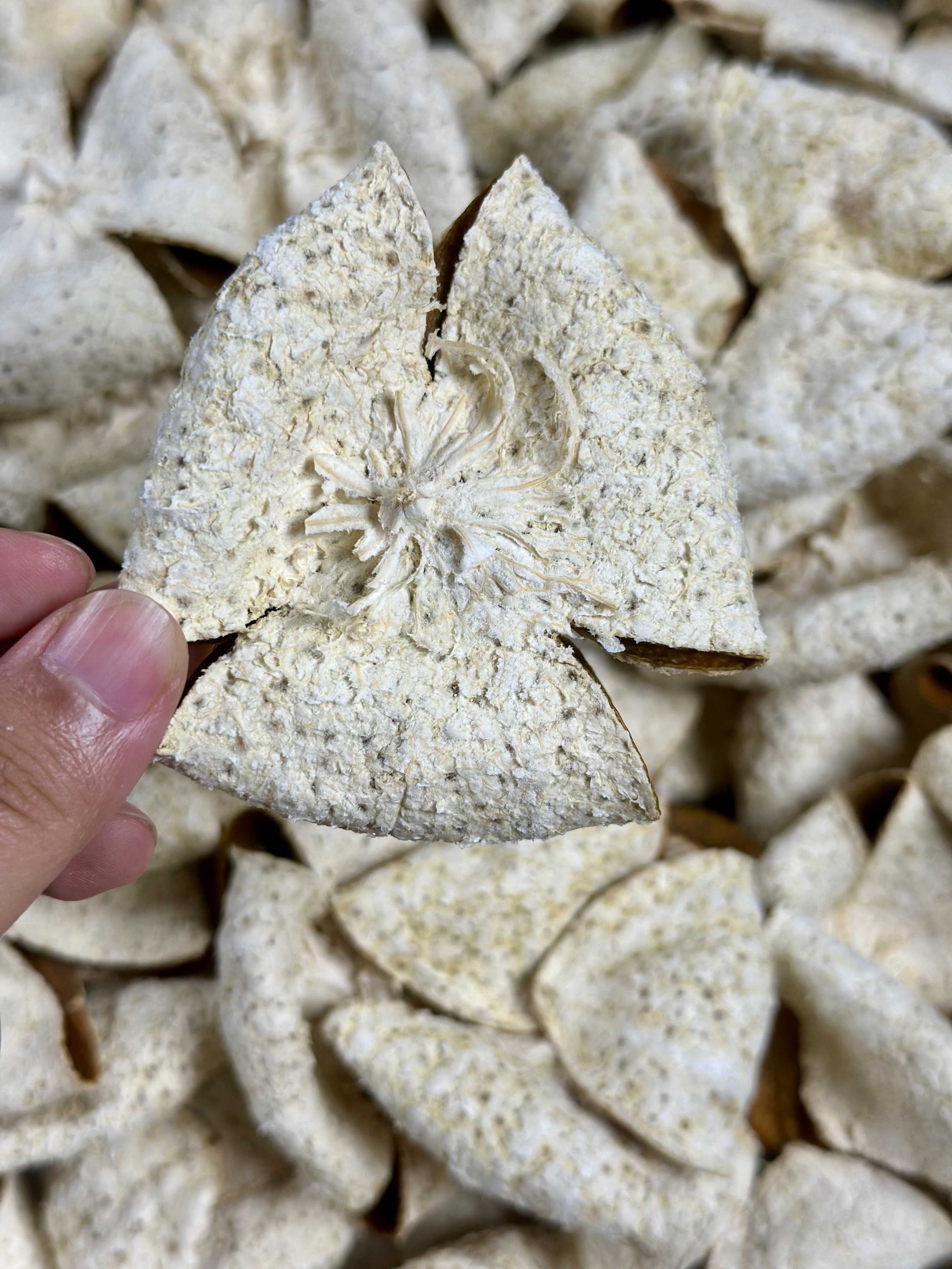 【天马冬后叠花】折叠大红皮收藏价值高2025年