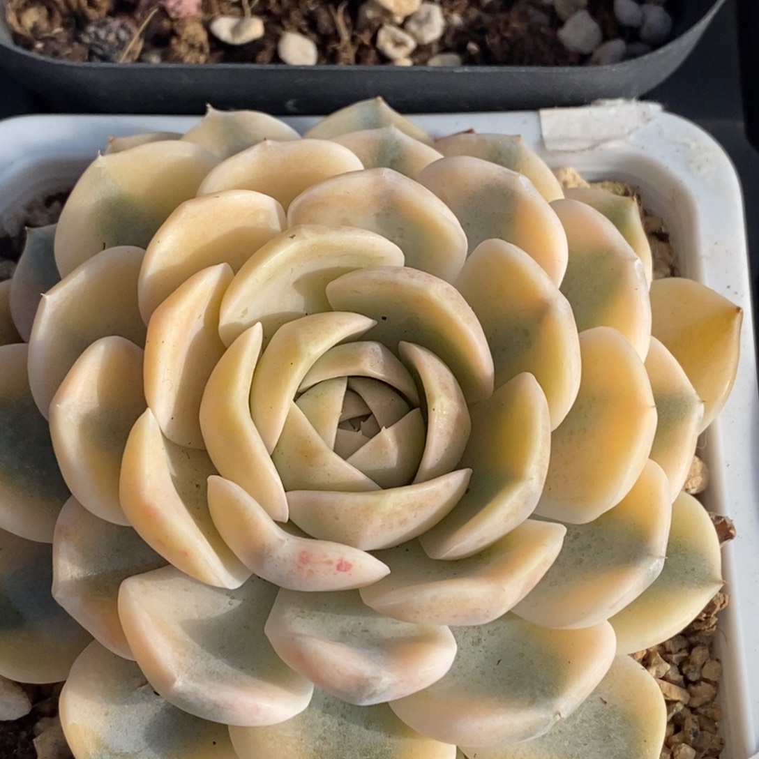 657汉堡锦大大大单头