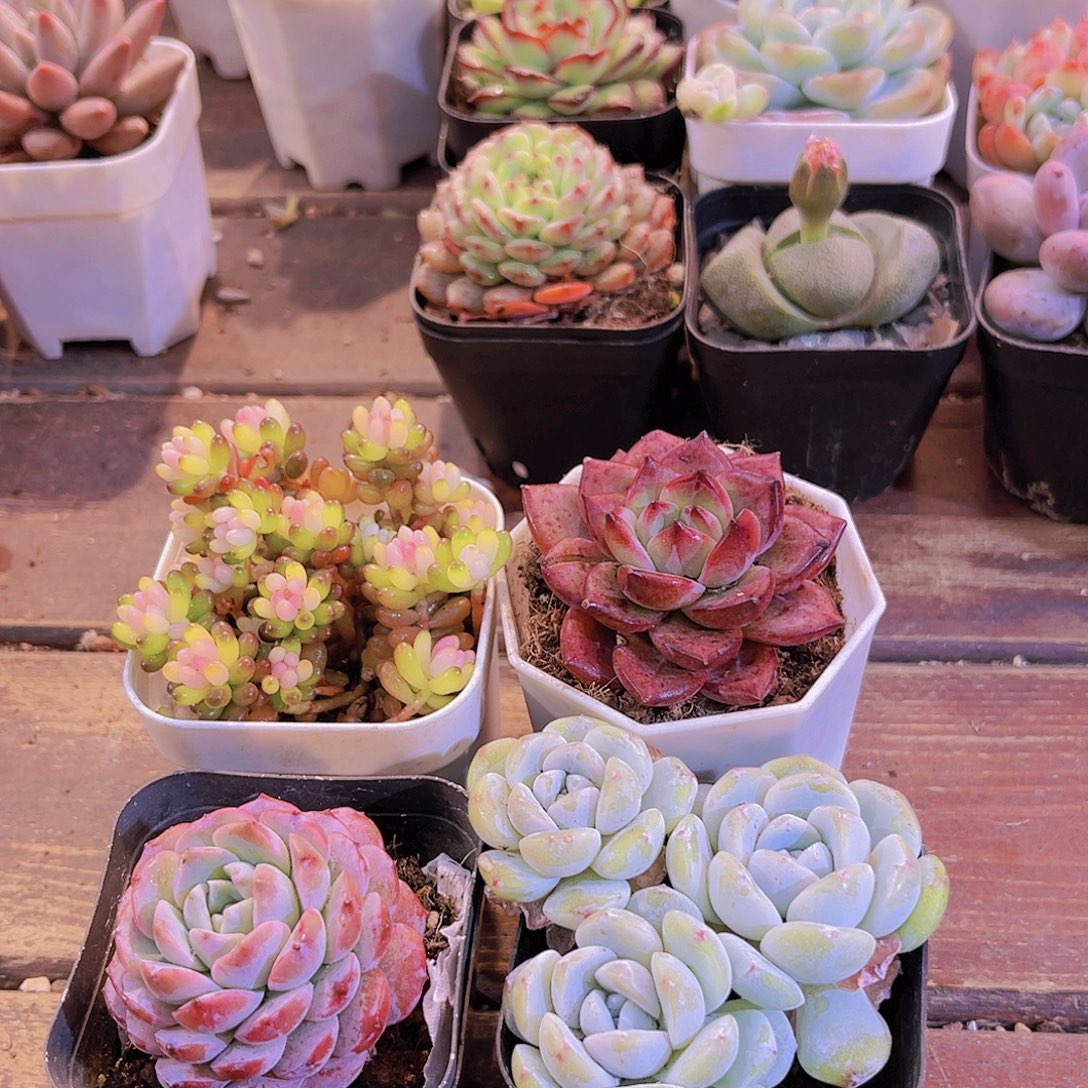 七彩龙珠➕恩宠➕冰玉多➕夜魔侠