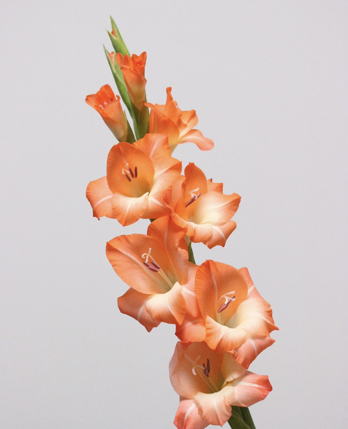 【源头一手价】 阳光橙剑兰5支/10支   云南基地鲜花  家养   水养