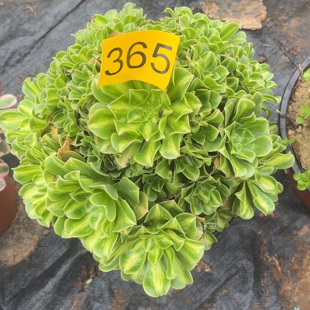 365翡翠琉璃多肉植物多肉