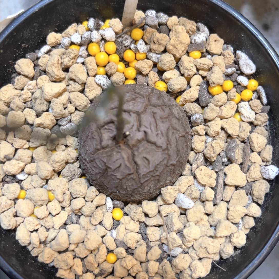 515龟甲龙3.8公分