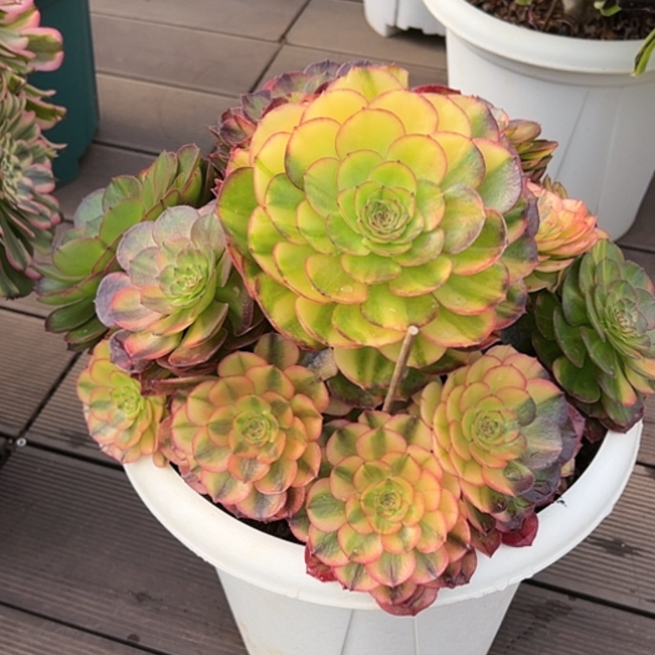 【闪购商品】红陶L****11111111111