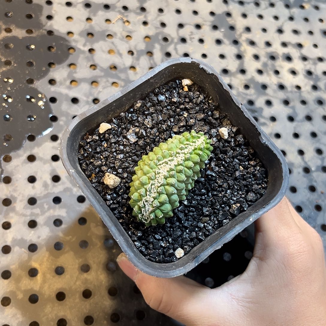 菊水缀化特价2655698