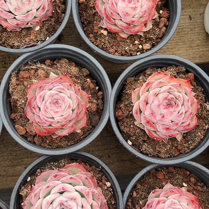 小侧影。    福利多多