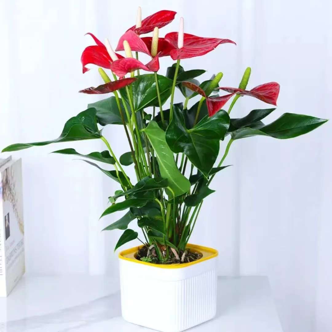 红掌盆栽带花特级室内绿植四季开花鸿运当头花卉