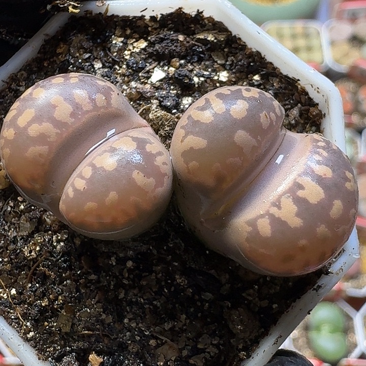 生石花1111112。  190
