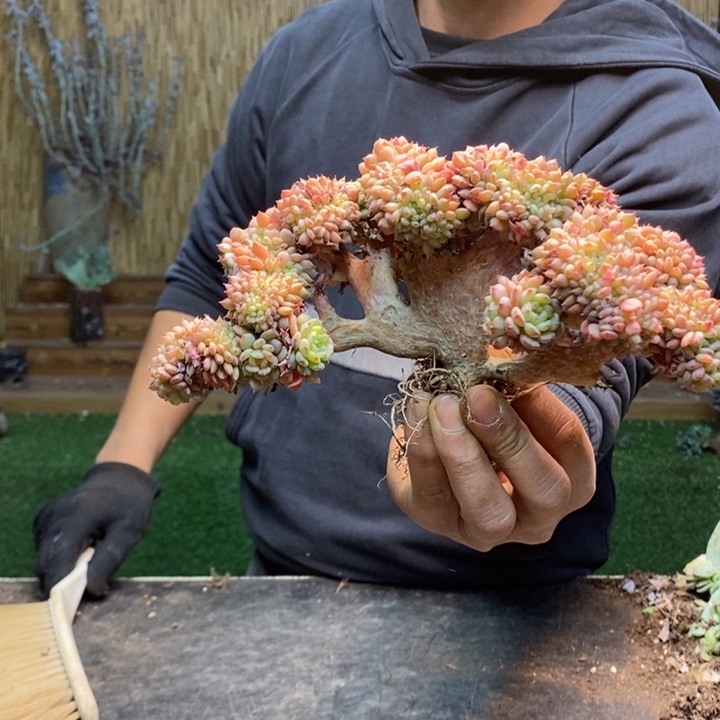 黄***仙442号白胖子多肉植物