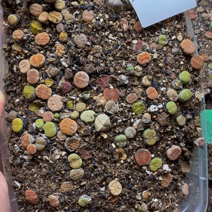 多肉植物的生长发育129