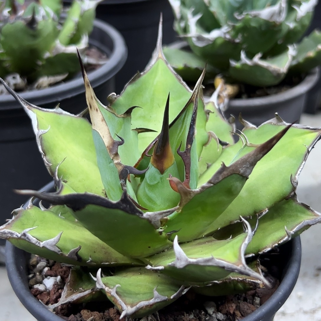 黑帝斯一物一拍偏远不包邮不退不换