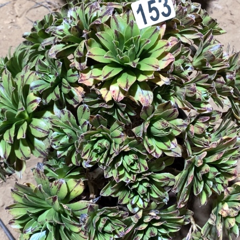 153碧火法师偏远勿拍