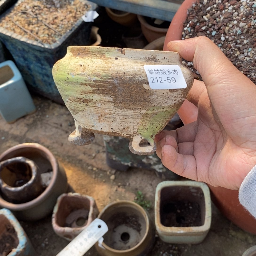 6**359号多肉盆一个呀