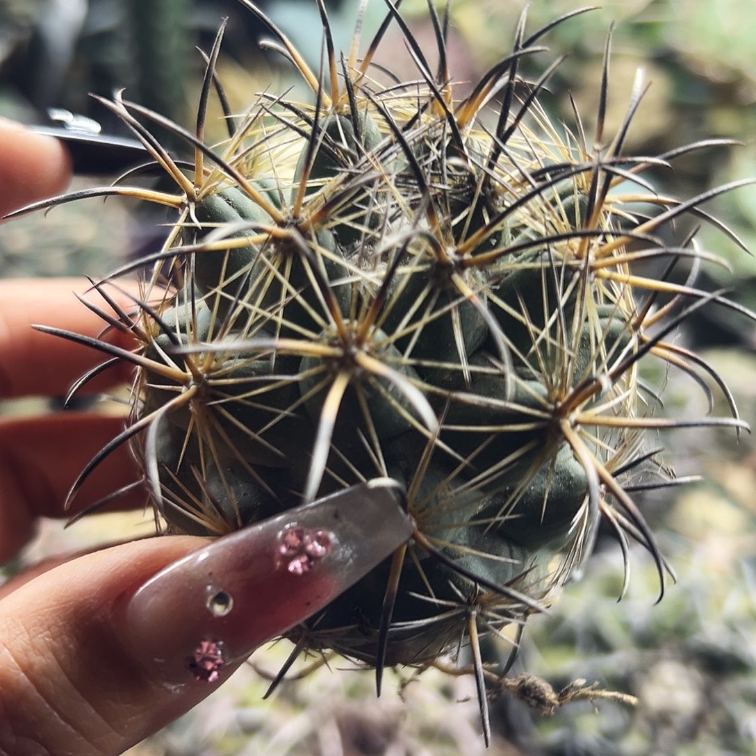 凤舞有根仙人球66666666666