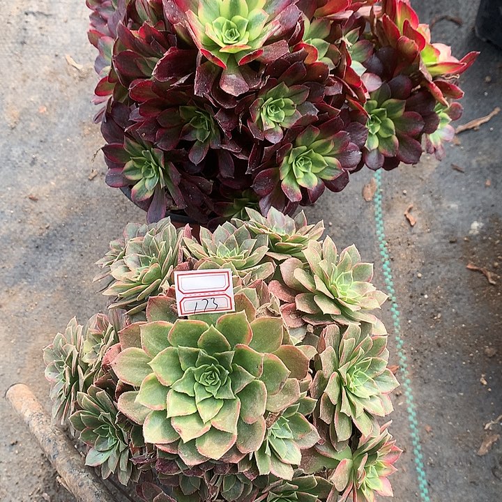 173法师2棵多肉植物