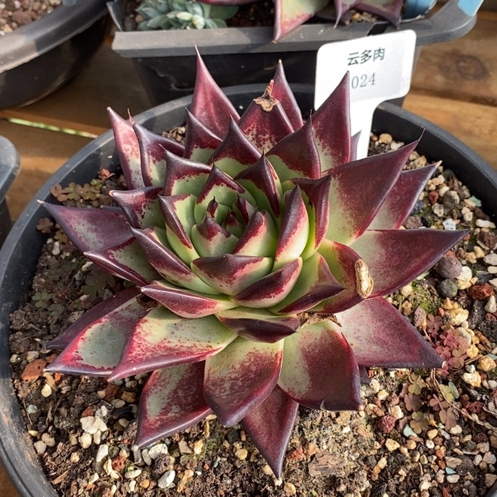 D024- 有伤福利 乌木