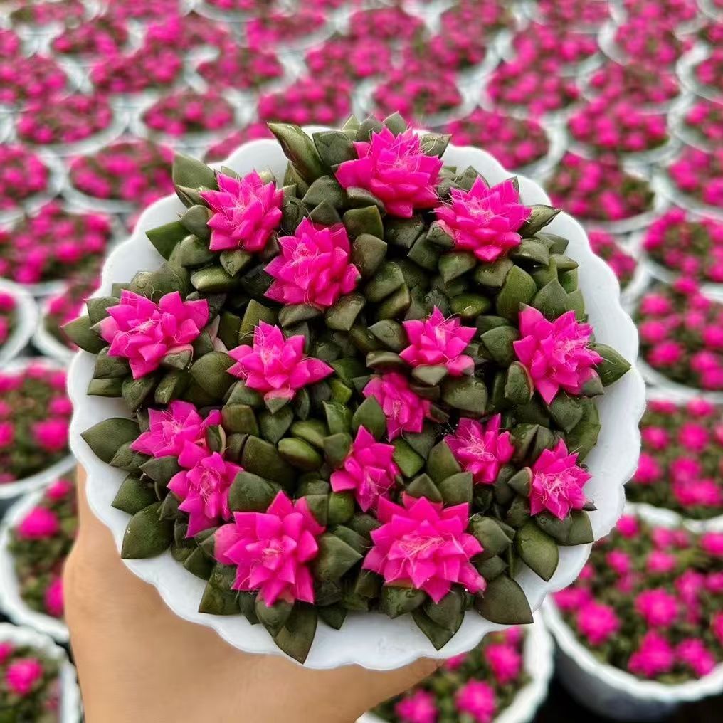 吹雪之松锦多肉植物（满15.8包邮）