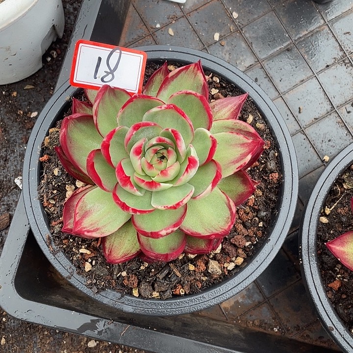 *****18/////////////////