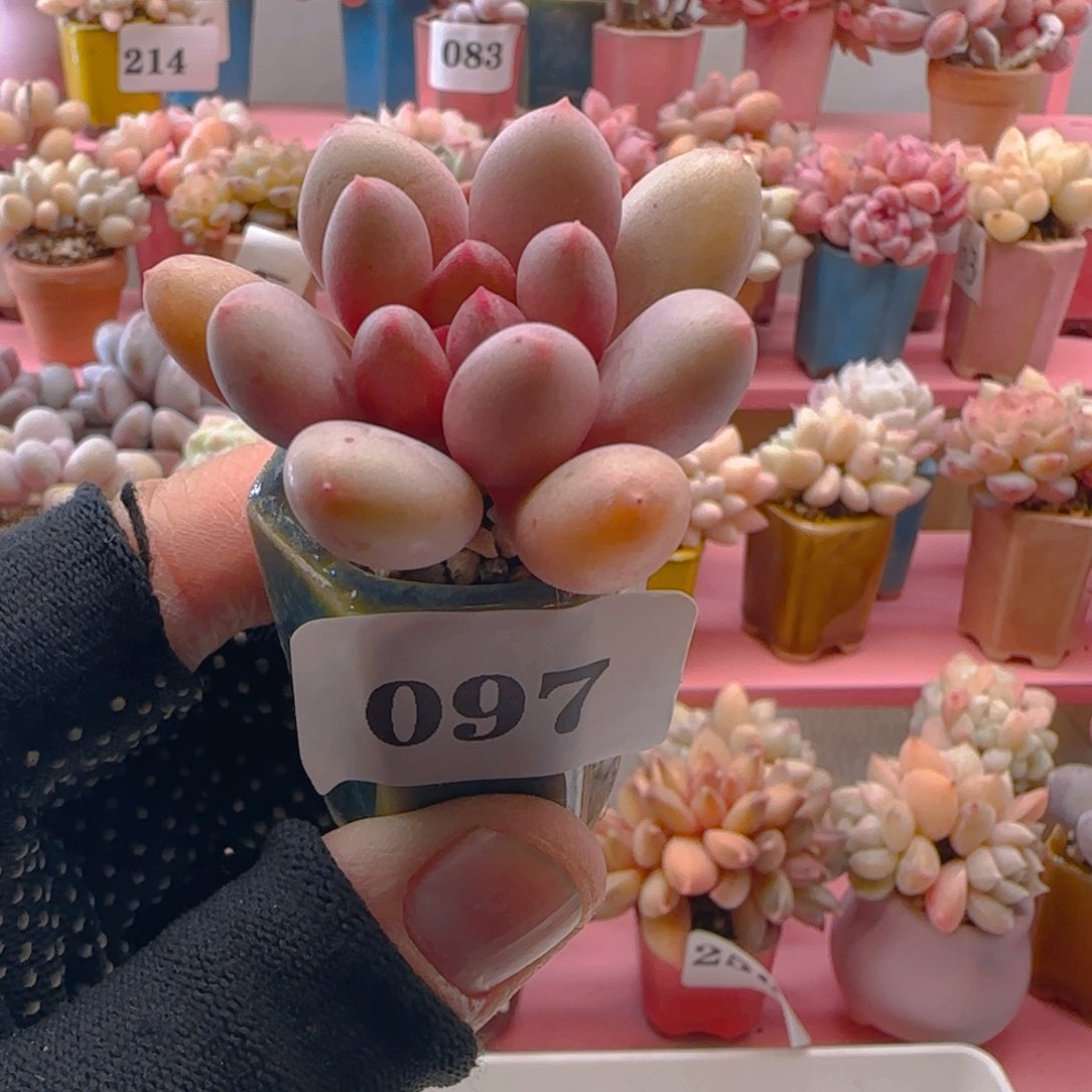 宝石美人097 ，带盆土发货，满38包邮非偏远。