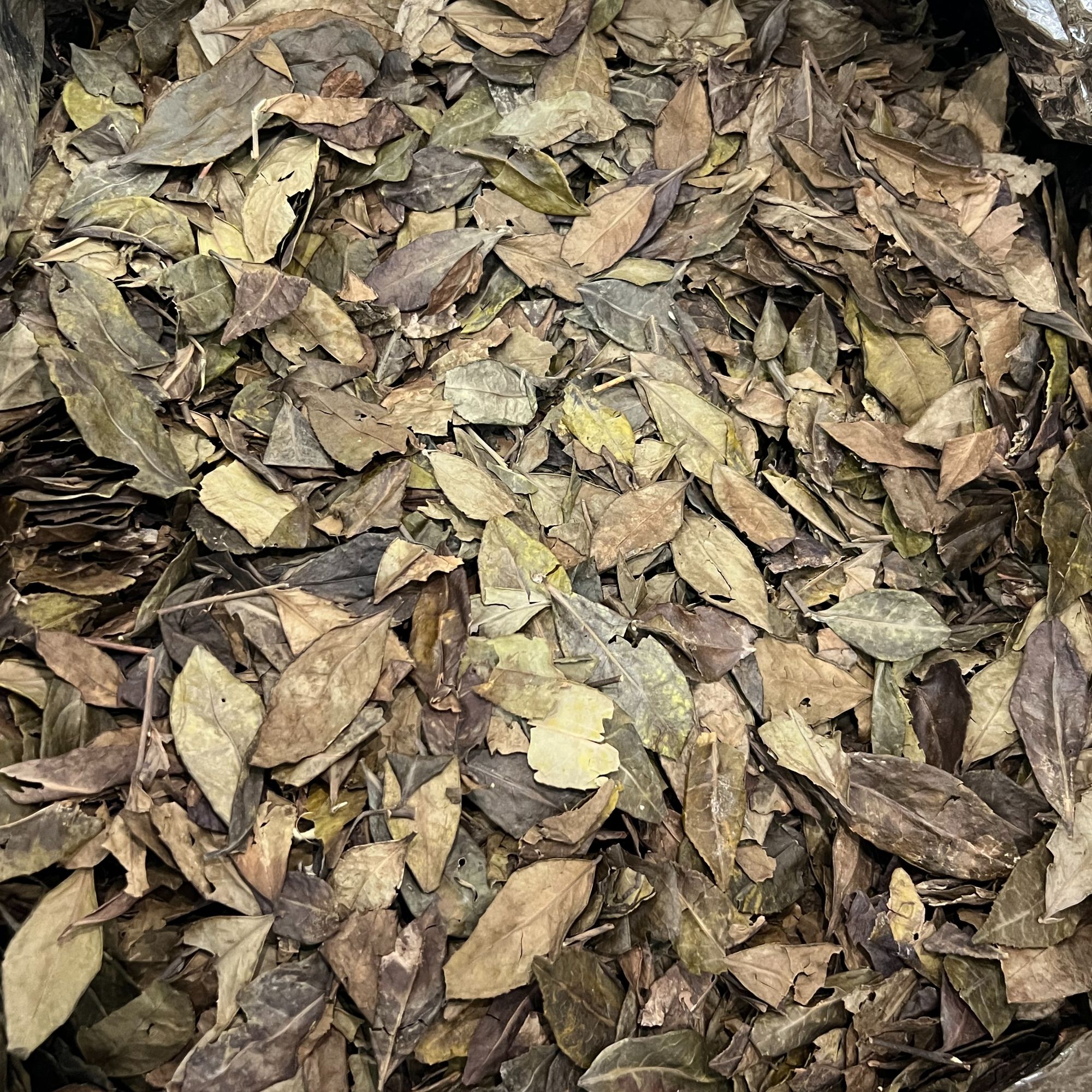 2017年荒野虫咬冬片寿眉福鼎白茶，高山太姥山，冰糖甜香味独特