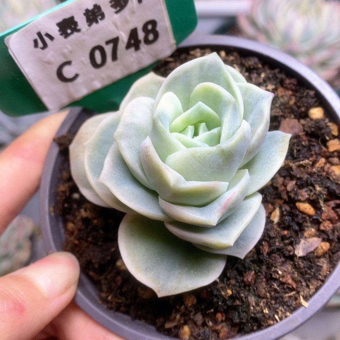 748锦锦锦锦锦锦锦