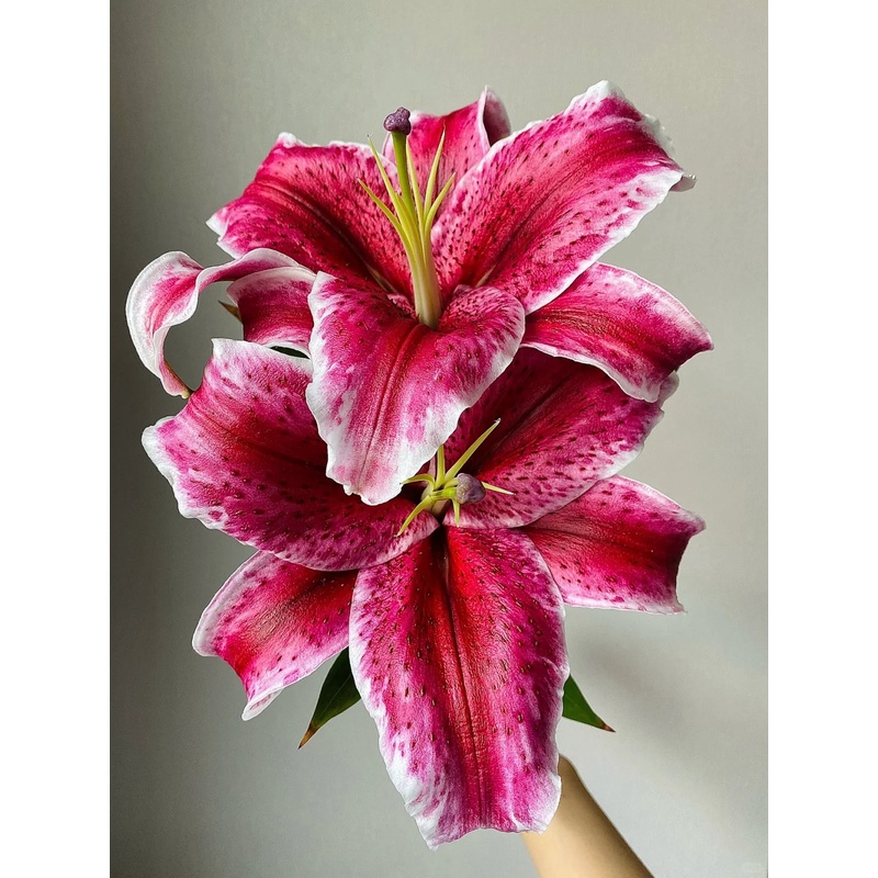 【大聪明卖花】黑美人 香水百合任意两单花材顺丰冷链或德邦快递