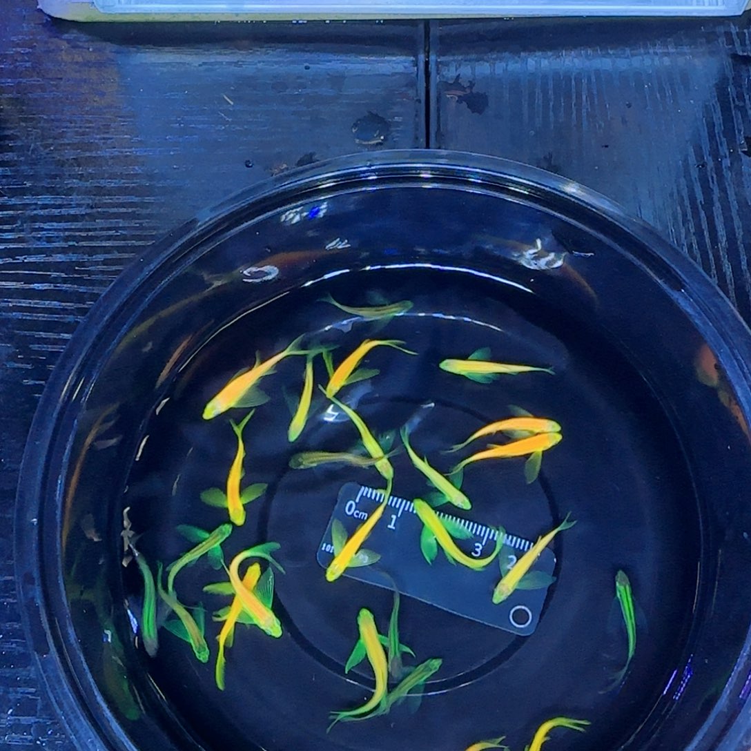斑马鱼爆炸橙龙凤 暗夜竞拍套餐