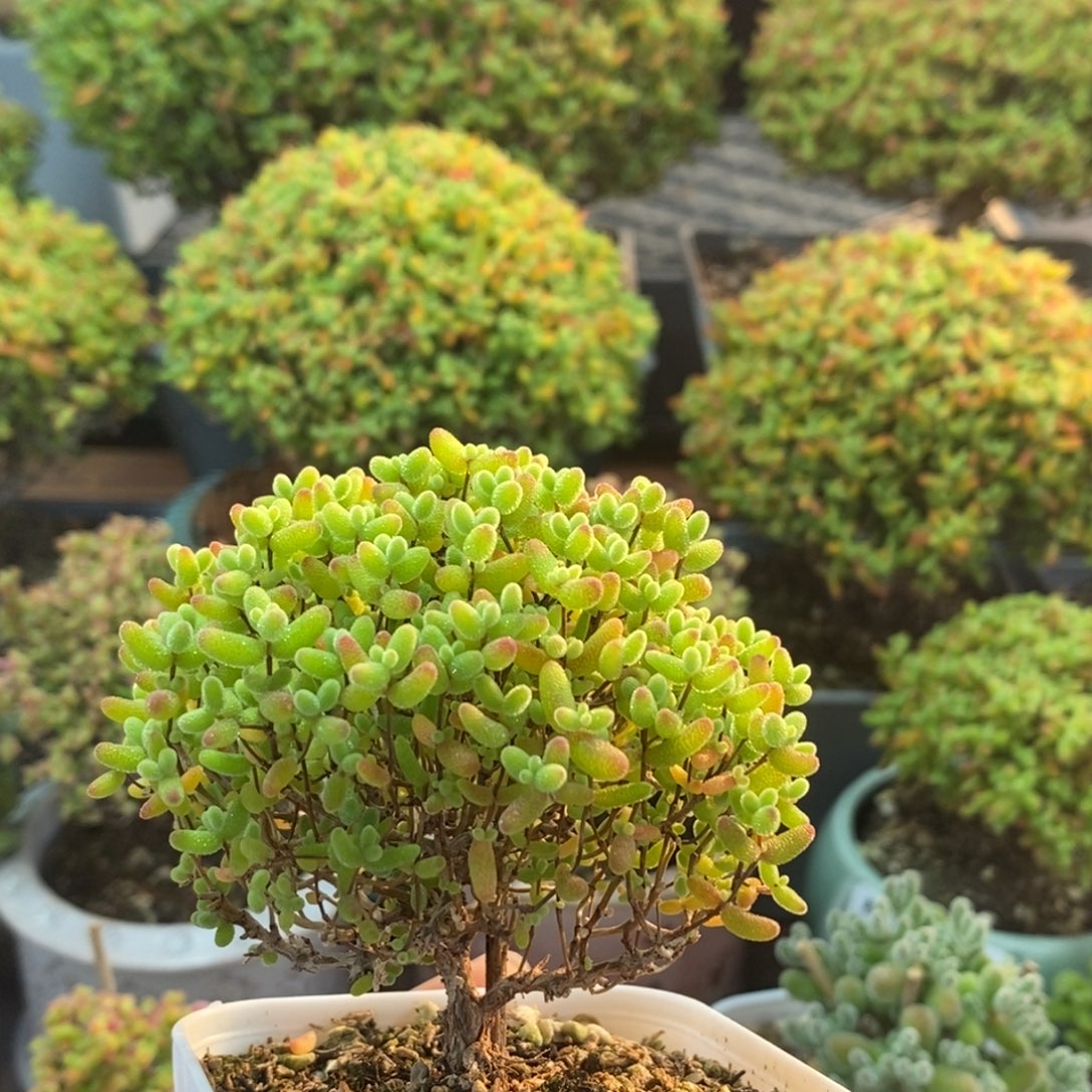 蜜橘糖球2021枝干番杏