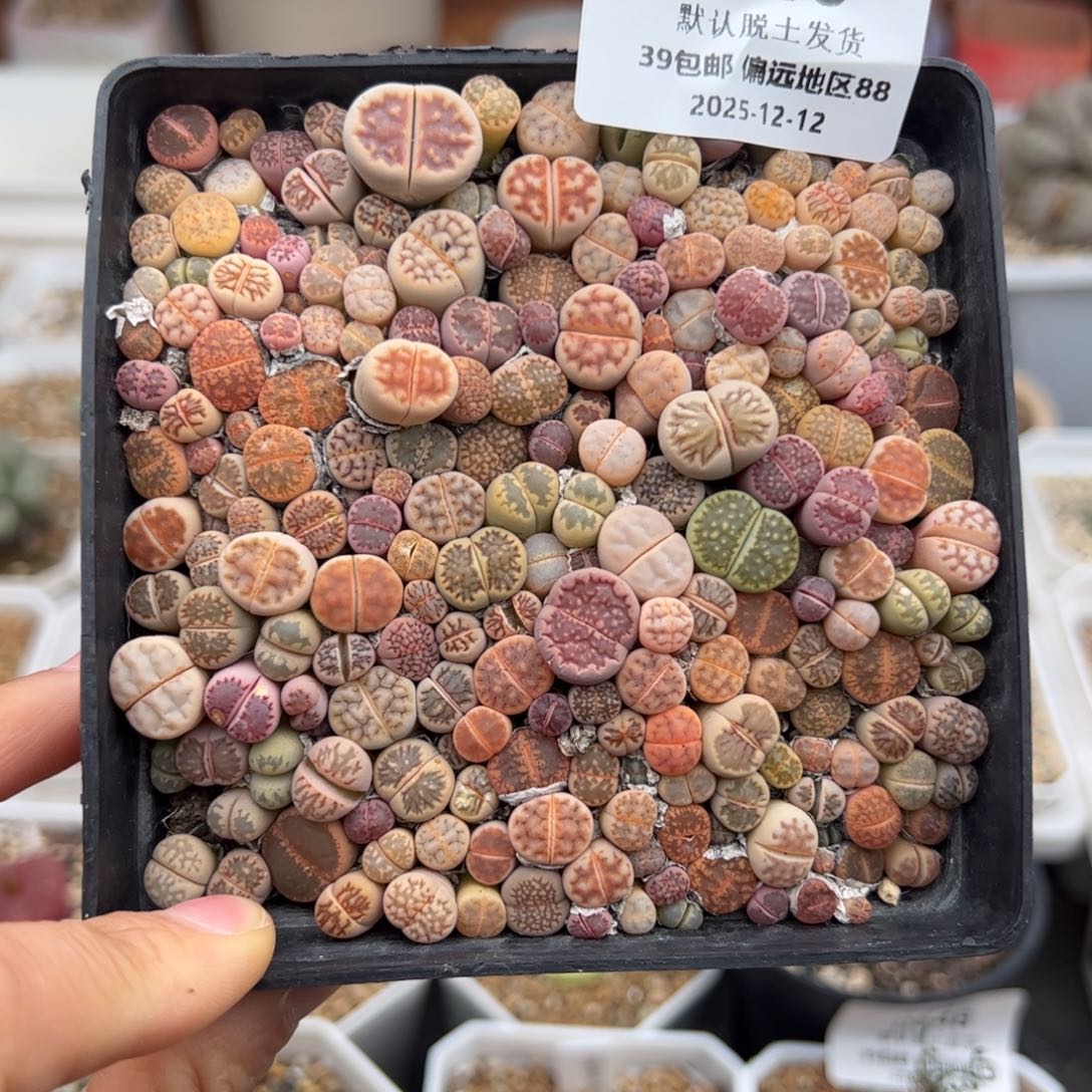 0708号 彩拼多肉植物