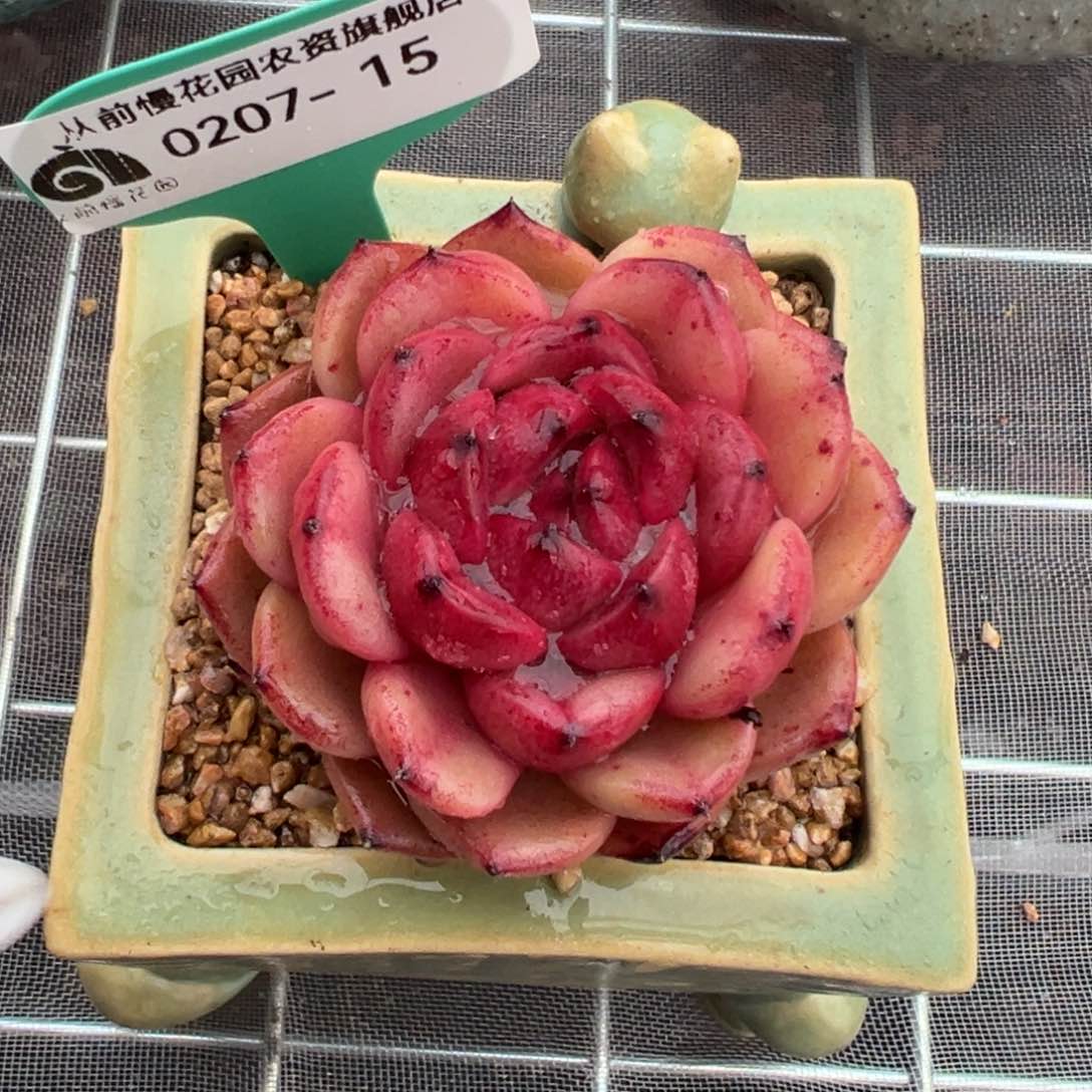 从前慢多肉精选编号0207.15