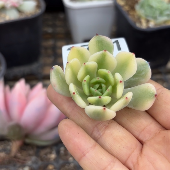 多肉植物头盖锦无根满18包邮