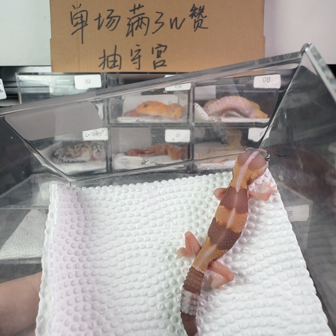 豹纹守宫直线橘白弟弟