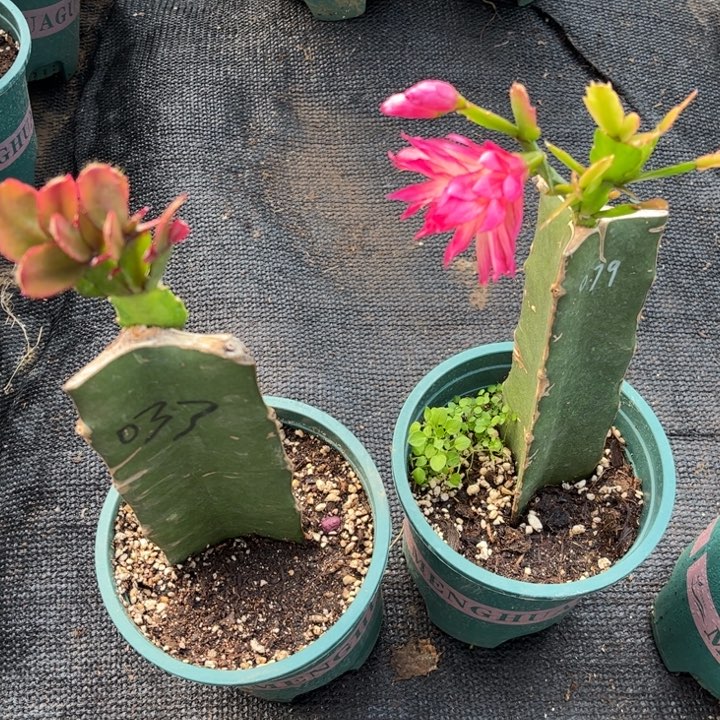 快***天63号037➕079两颗，