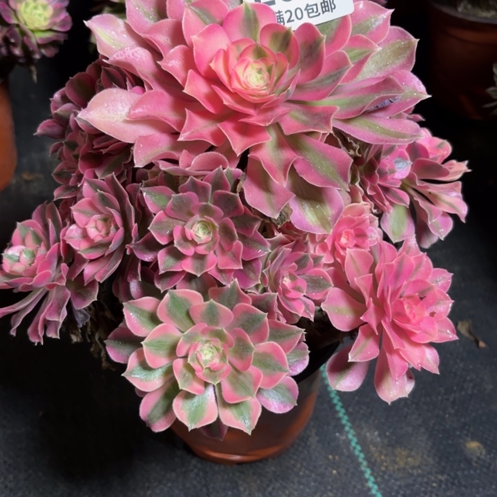 瑞妈一物一拍039