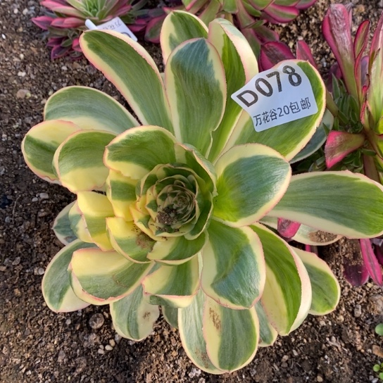 078燕姿锦多肉植物