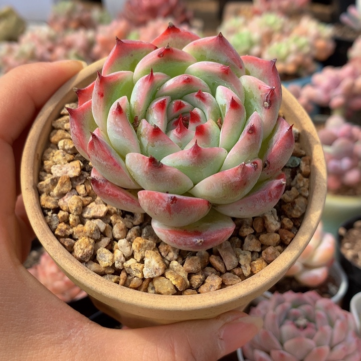 精控吉娃娃多肉一物一拍