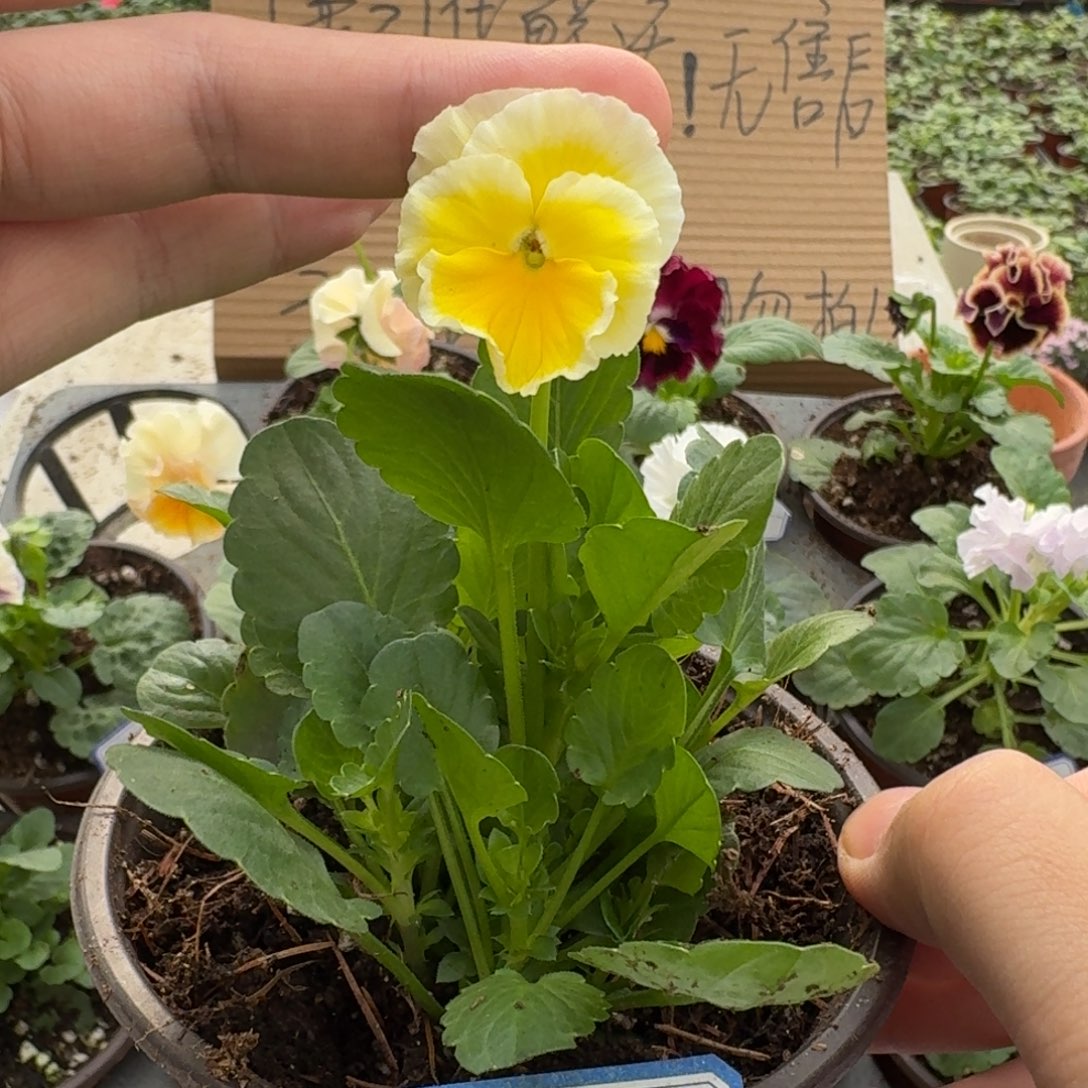 完全开放皱边角堇401