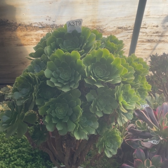 多肉植物379绿羊绒