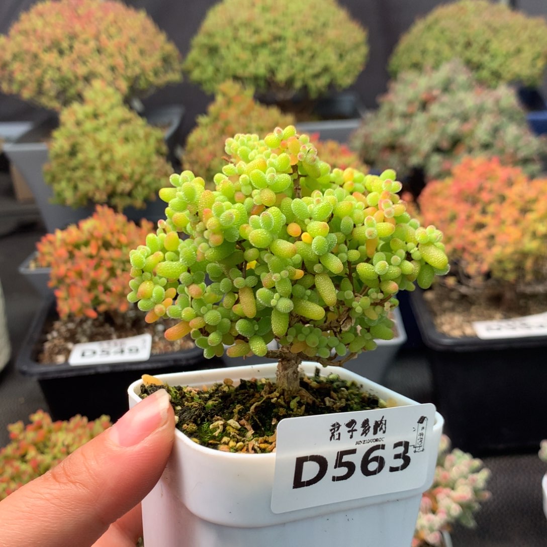 563金橘糖球             