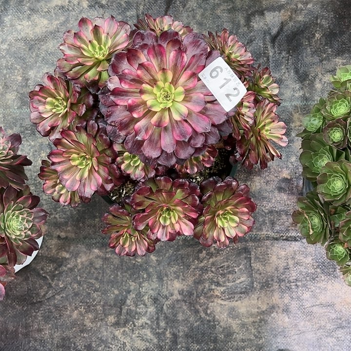 612美肌多肉植物