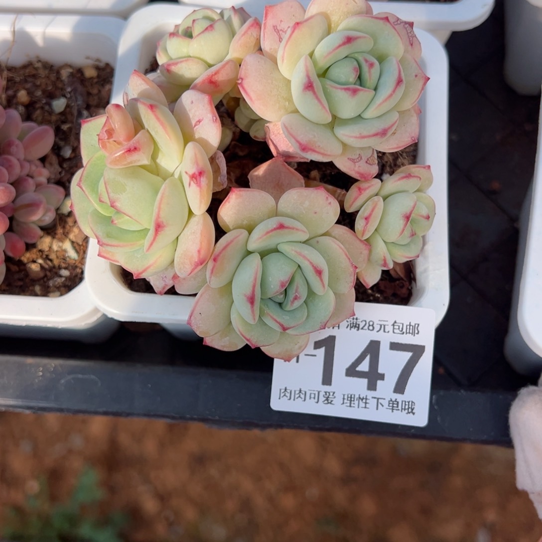 白底香草老桩多肉多肉多肉多肉