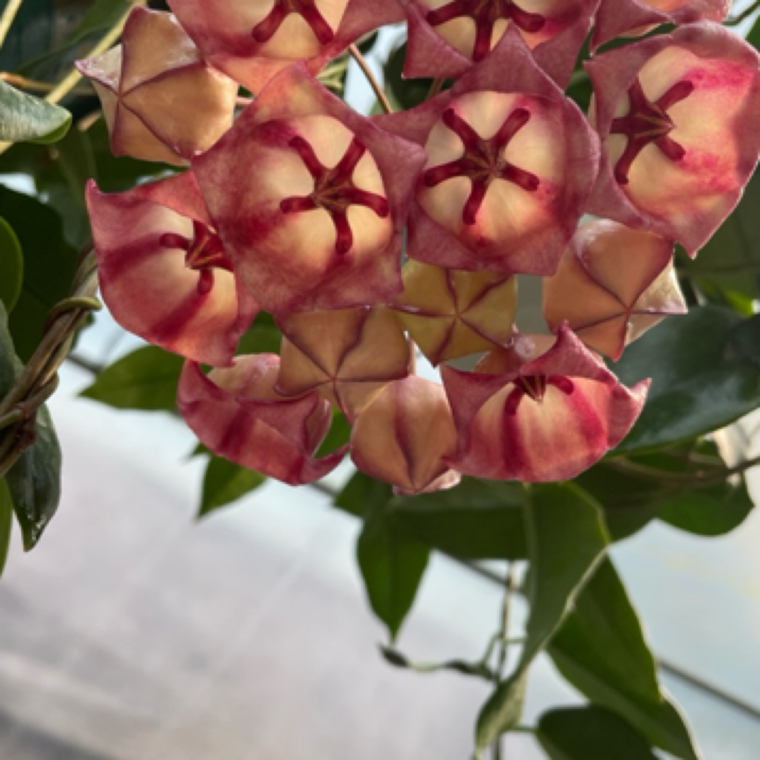 粉铃铛球兰 (Hoya Archboldiana SSP. Pink) 珍稀大花型攀援花卉