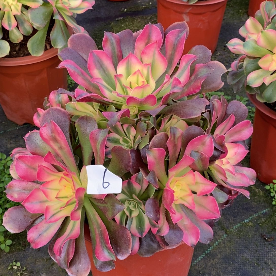 无花朵多肉植物组合拼盘6，香妃