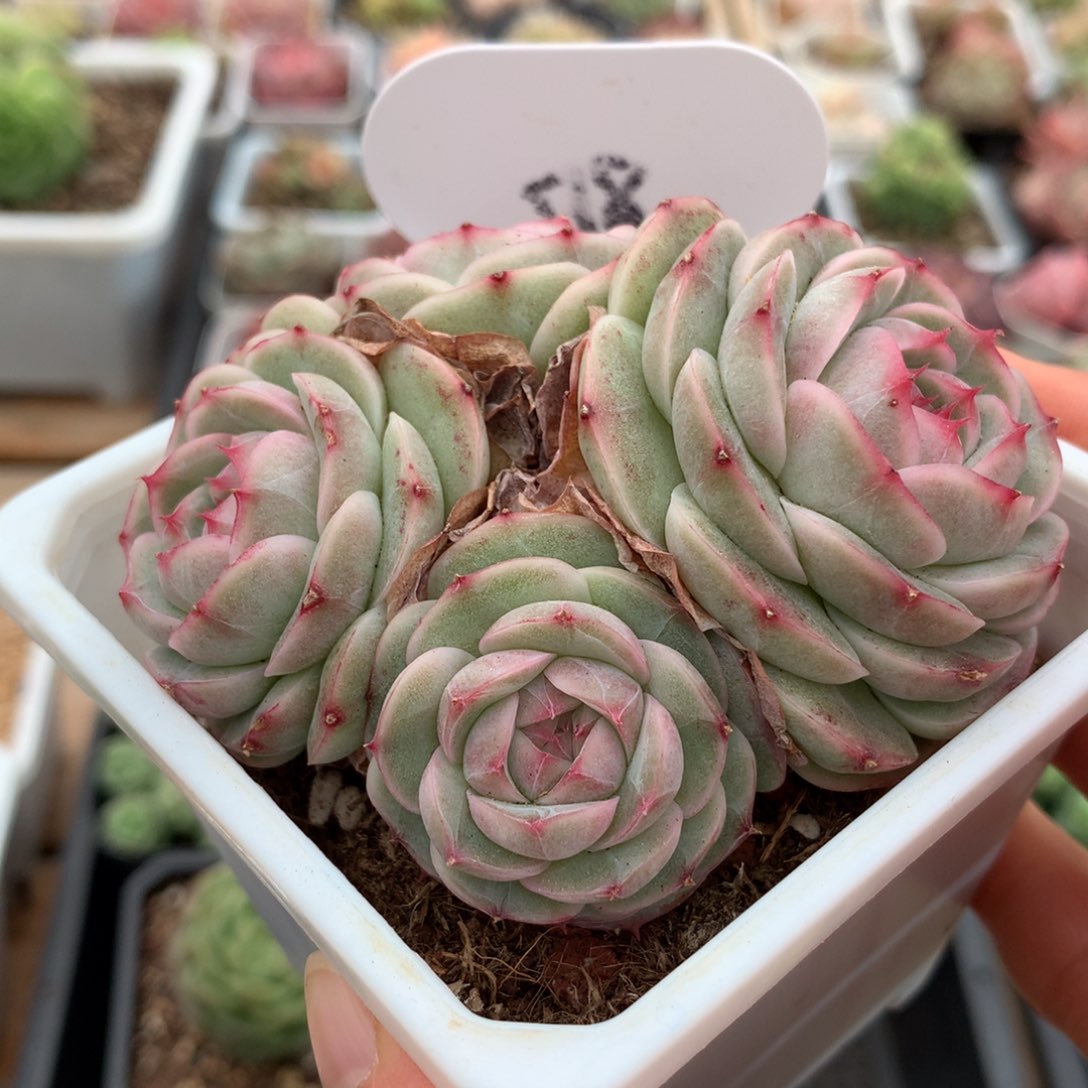 泡**.白芷珍妮专拍518