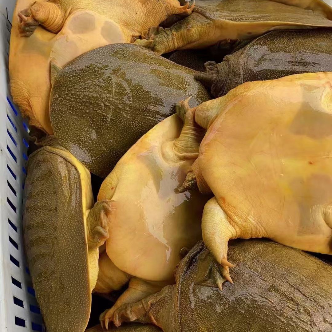 碧润水产昆明小时达（约0.7-1斤/只）鲜活甲鱼