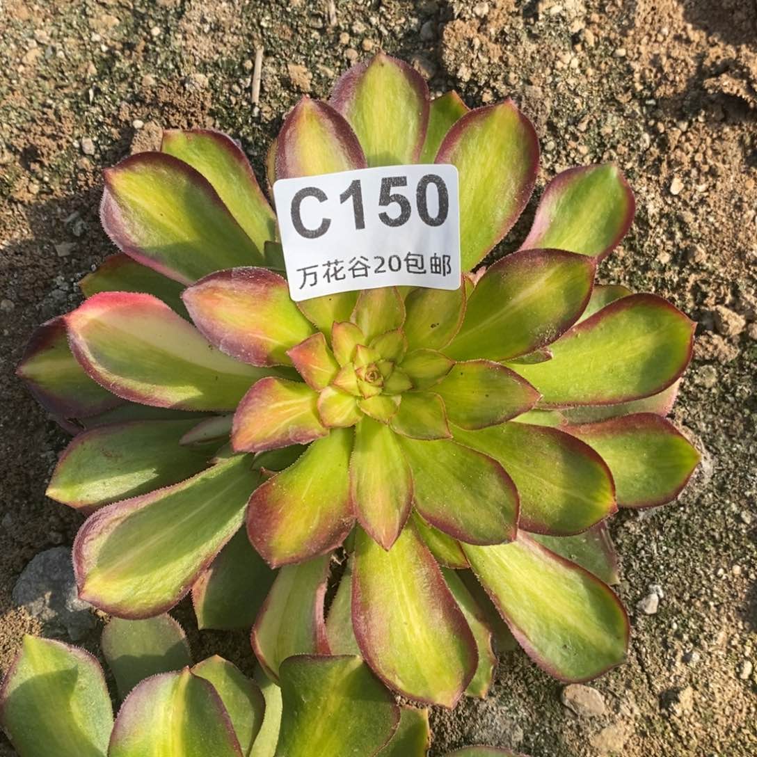 150绍修七彩多肉植物