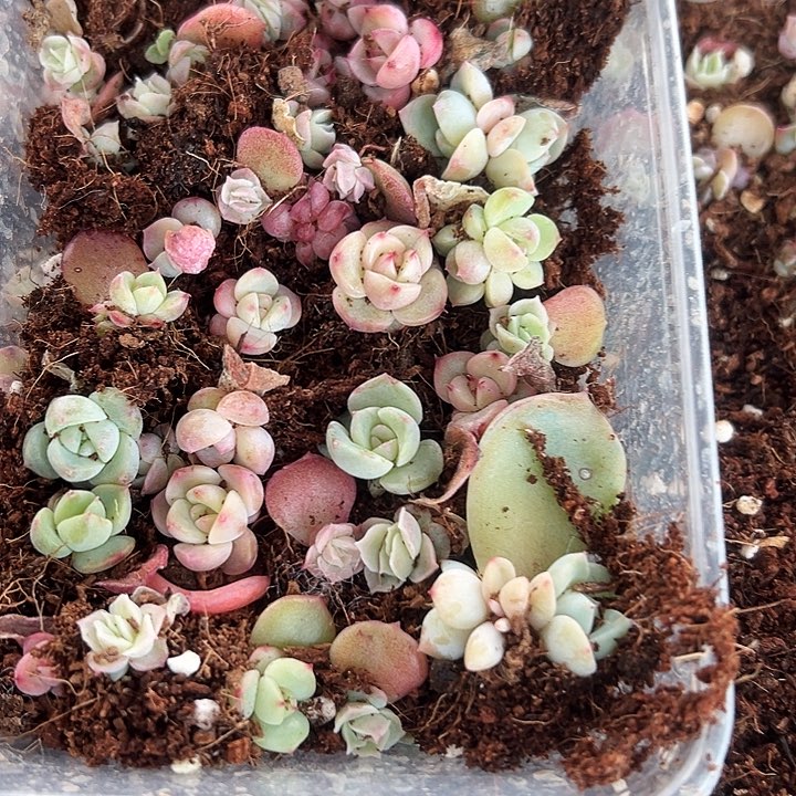 多肉植物一盒混2号