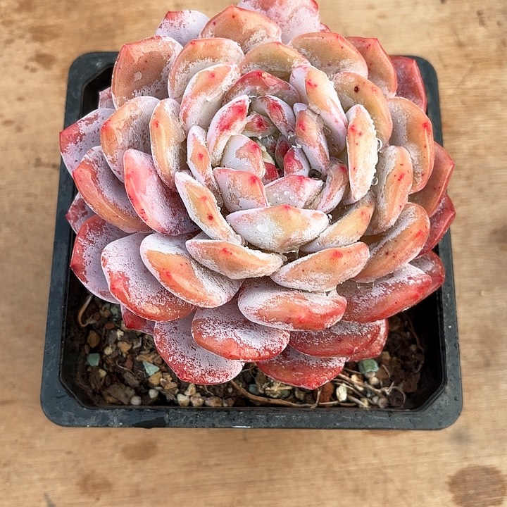 多肉植物，星影一颗